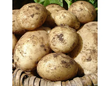 Patate