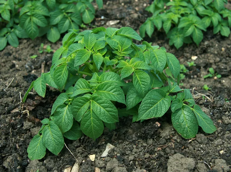 piantina di patate