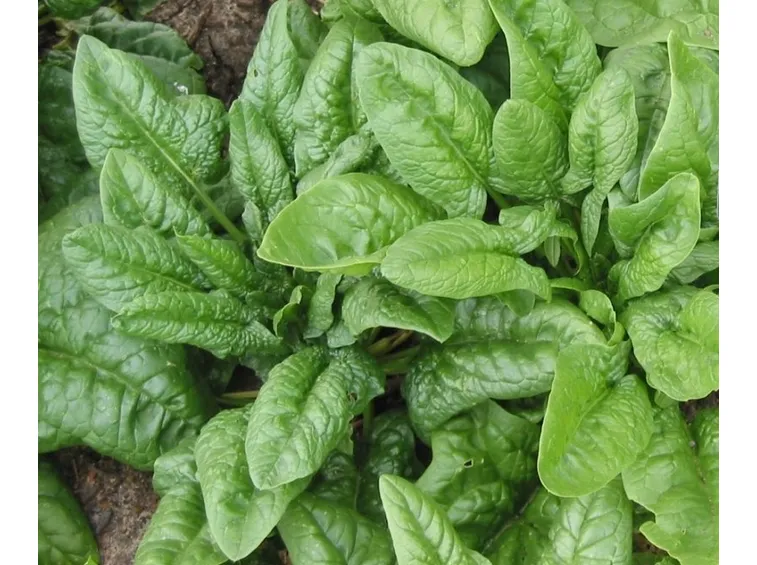 spinaci