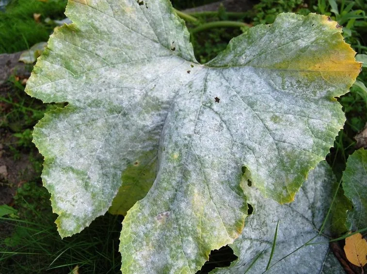zucchine con oidio