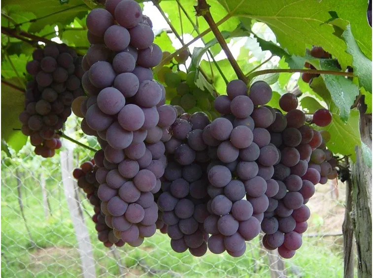 uva e vite
