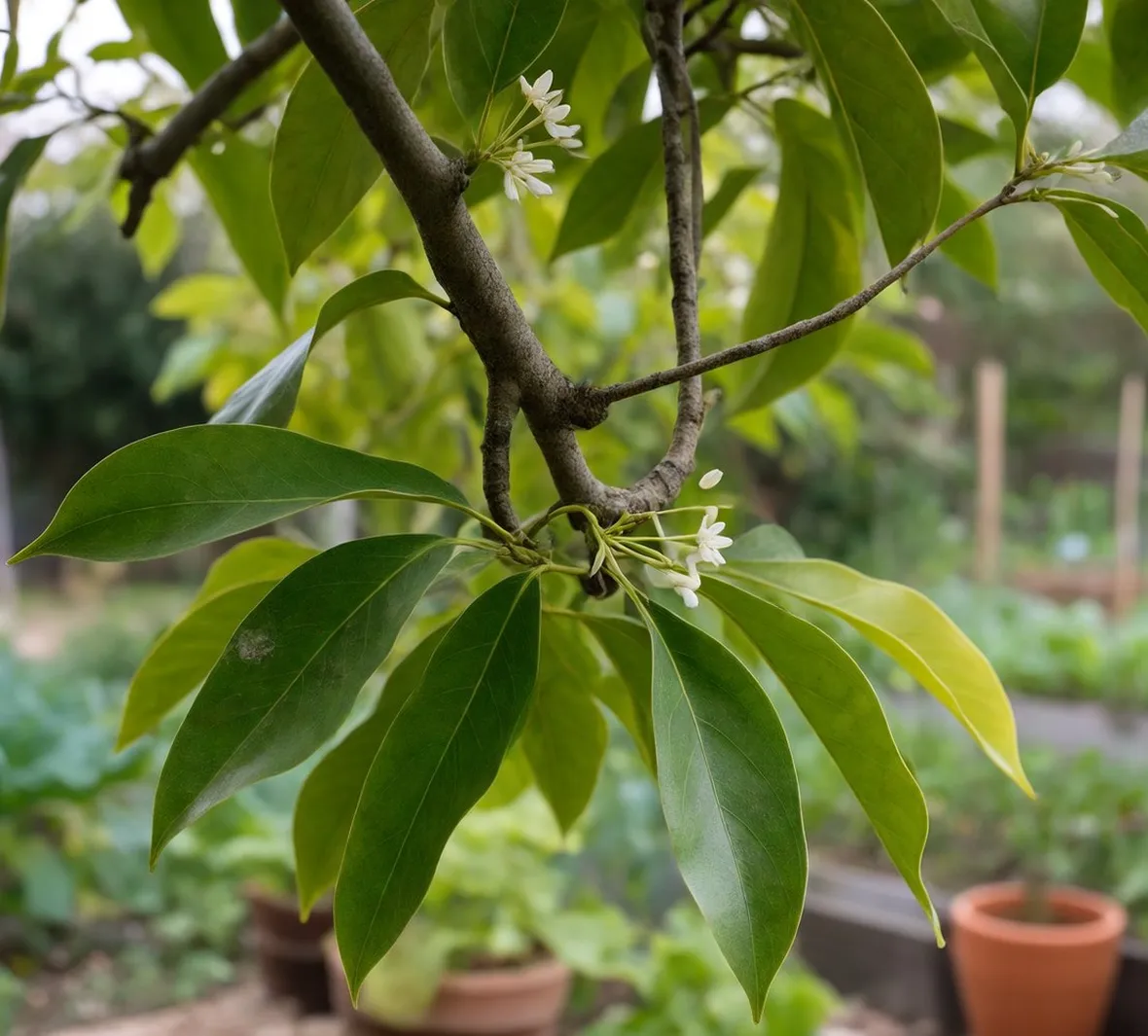 avocado