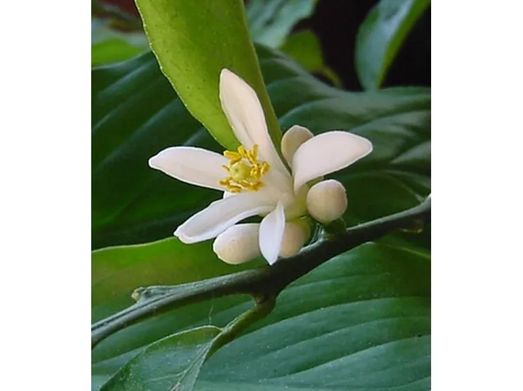 fiore limone