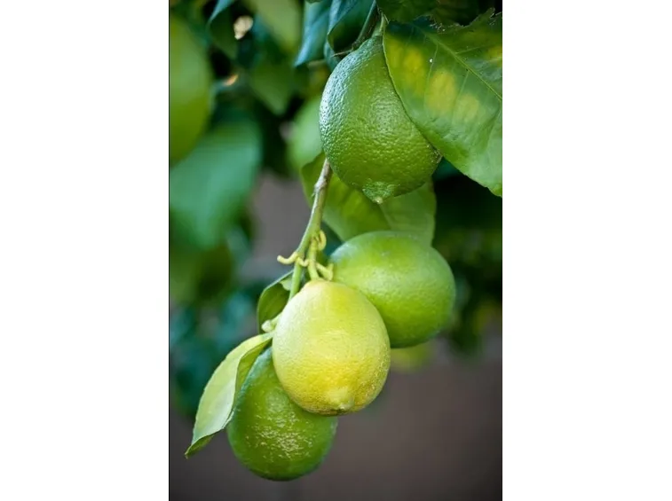 limone