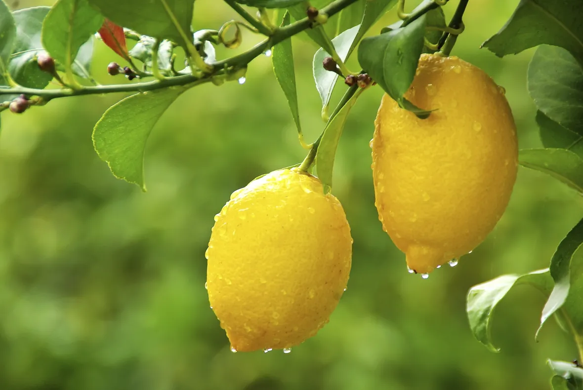 limone pianta