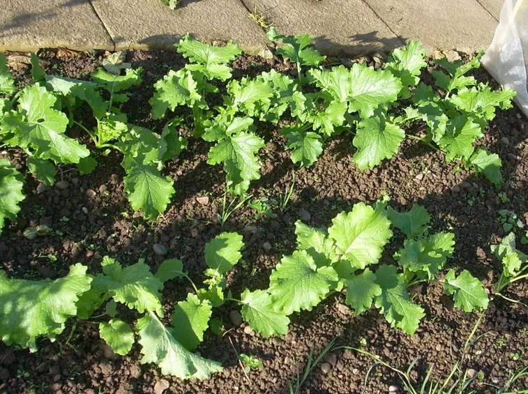 Piante cime rapa