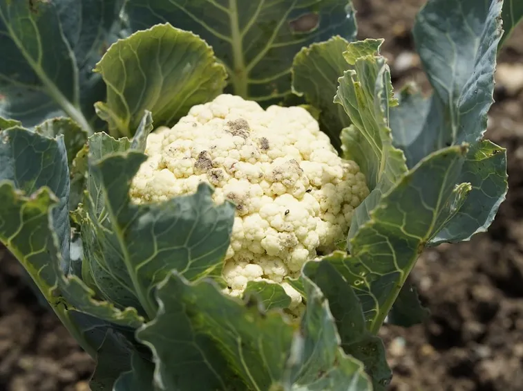 broccoli