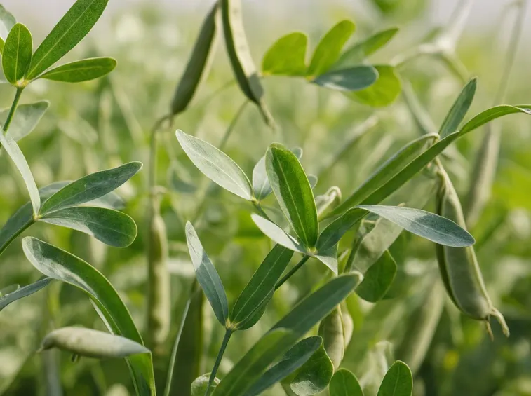 Piante di lenticchie