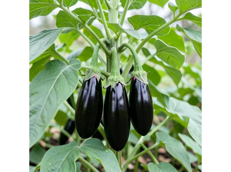 Pianta con melanzane in fase di maturazione