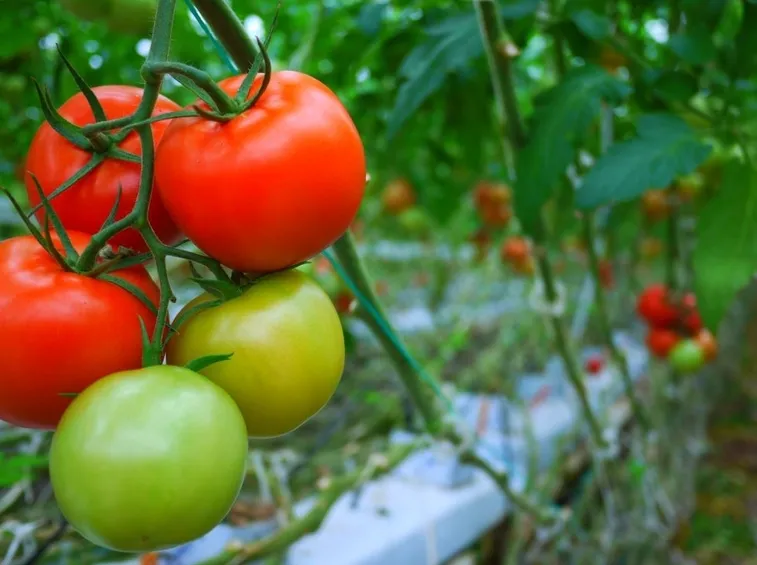 pomodori coltivazione