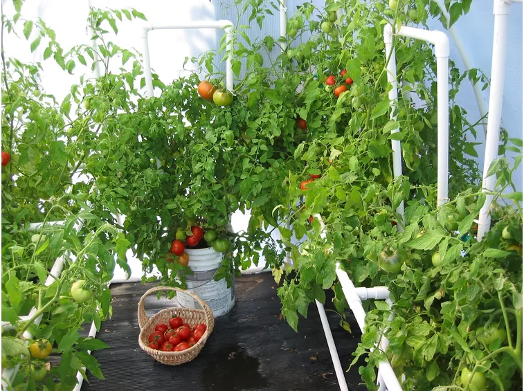 coltivazioni pomodori