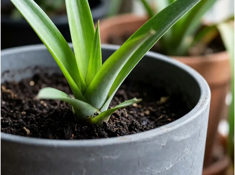 coltivare ananas