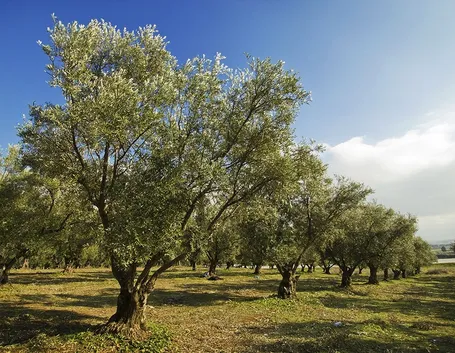 coltivare olivo