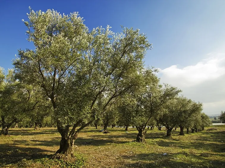 coltivare olivo