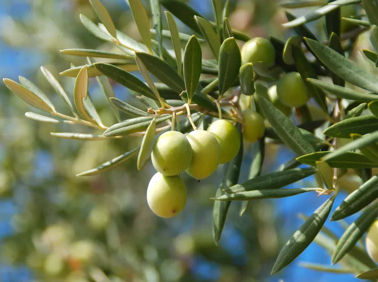olive