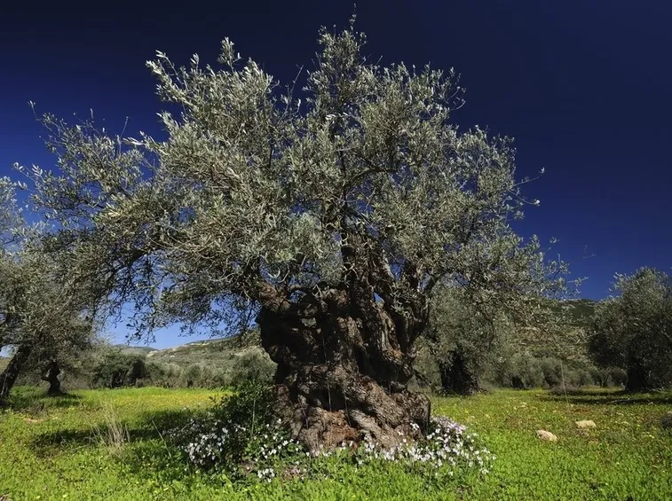 pianta olivo secolare