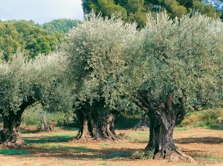 olivo piante