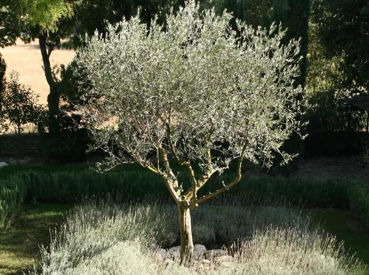 olivo pianta