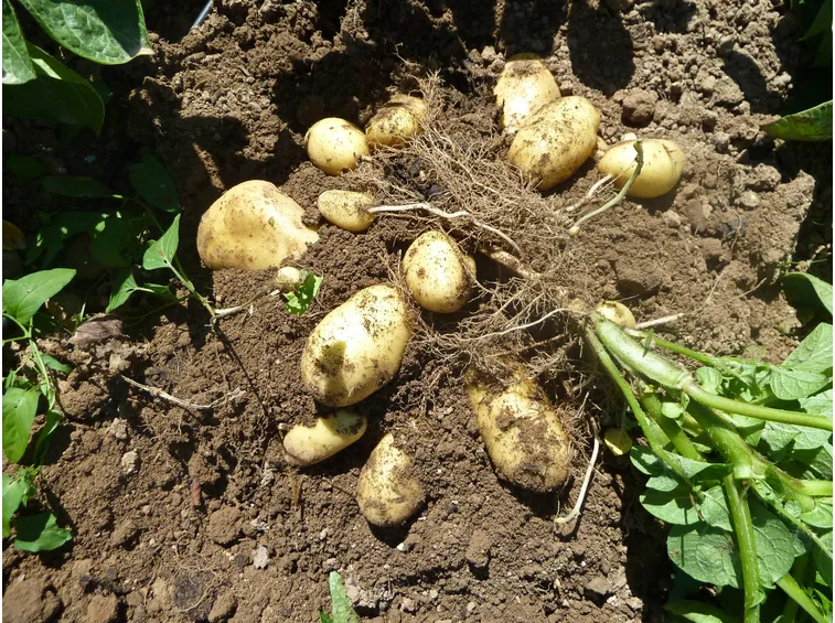 patata