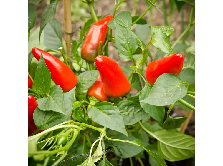 pianta peperoncini