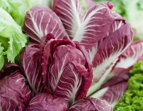 radicchio coltivare