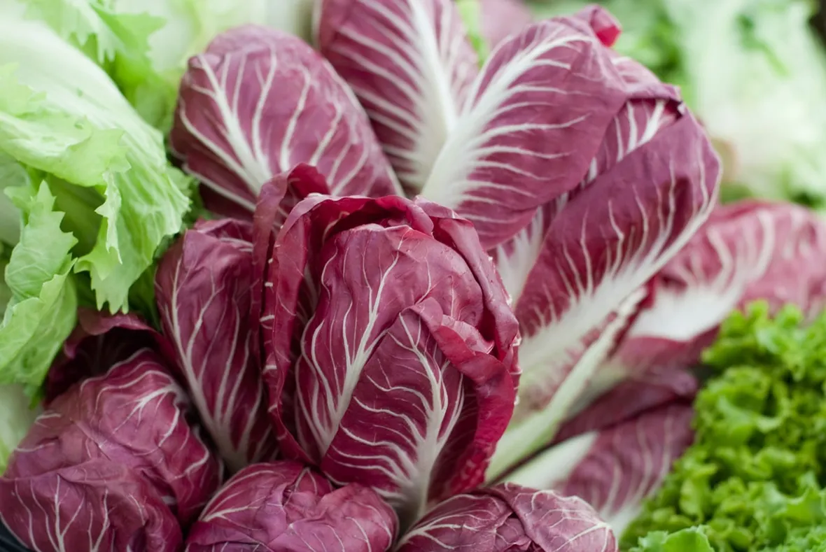 radicchio coltivare