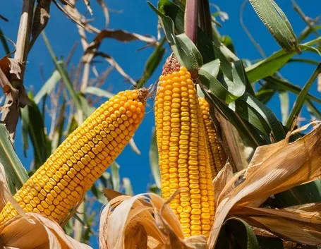 irrigare granoturco