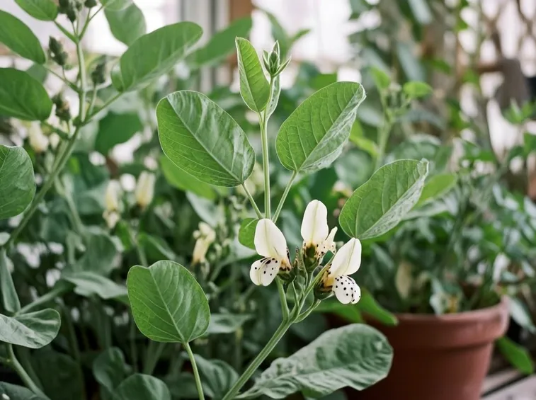 Pianta fave fiori