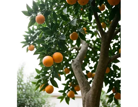 Albero di arance