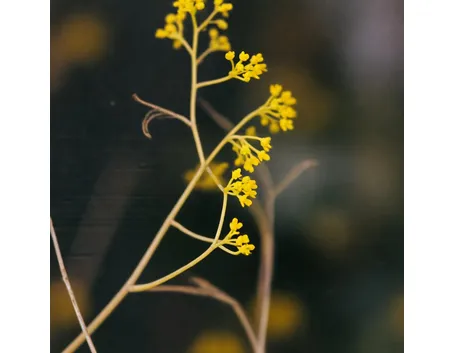 balsamita