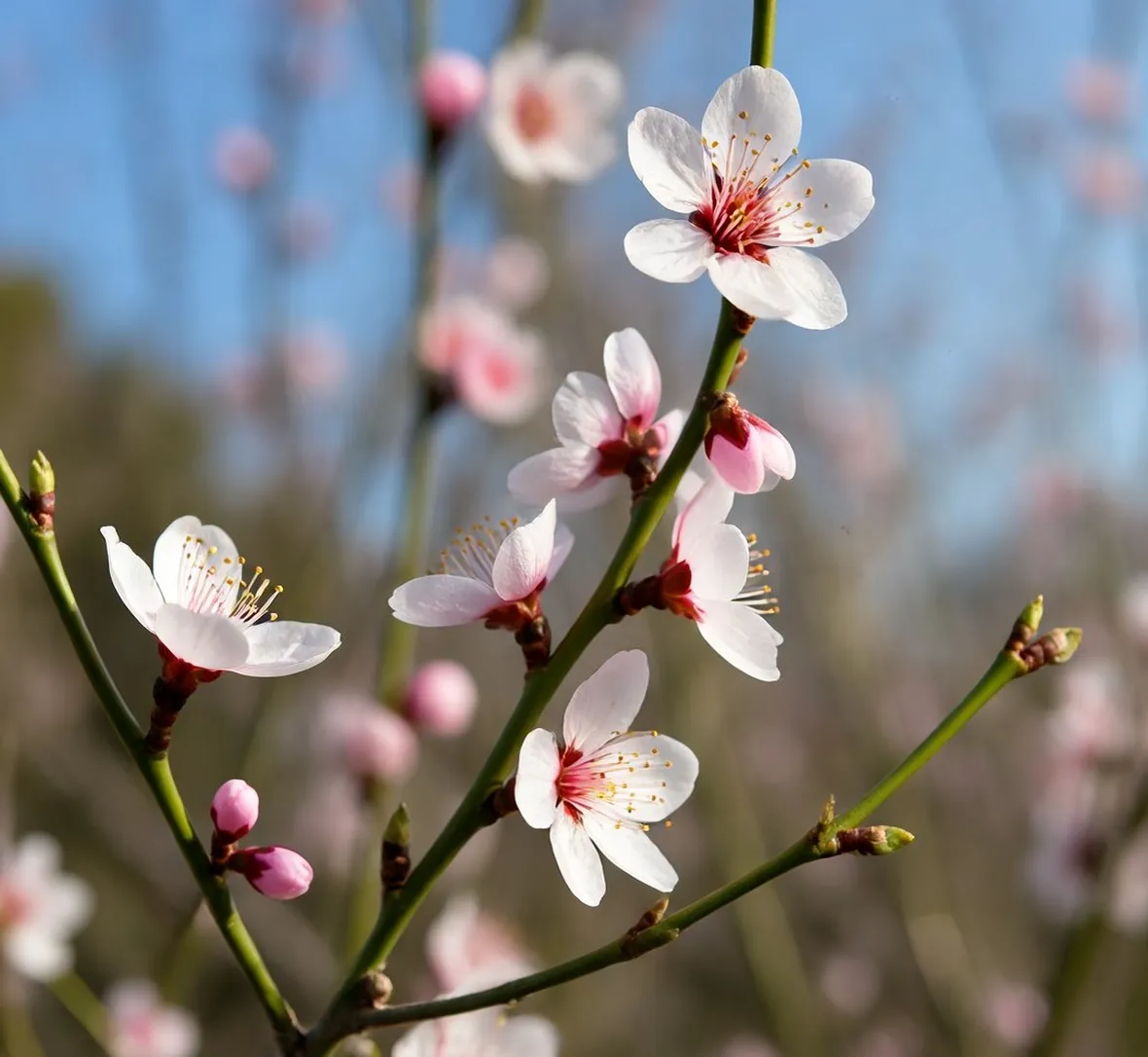 Prunus