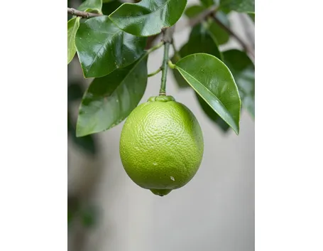 Cedro