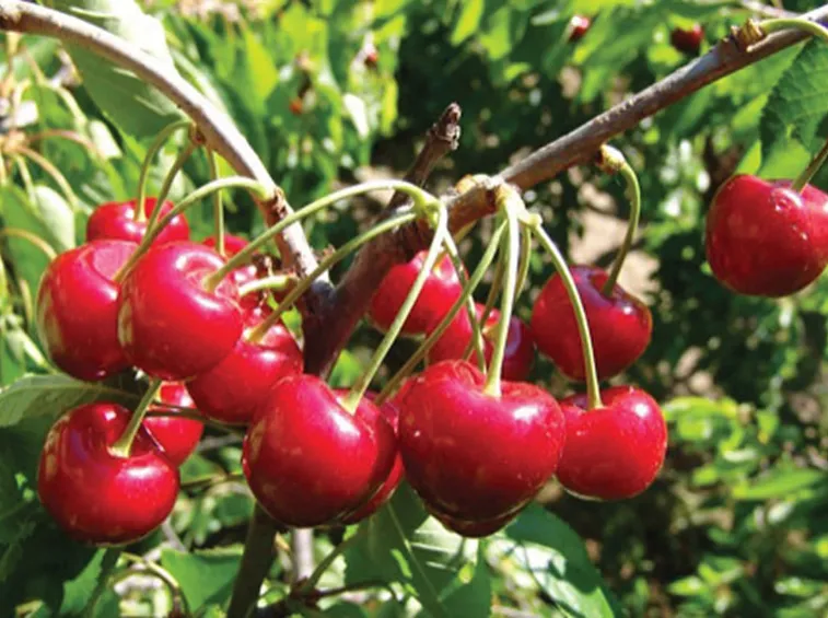 Ciliegie
