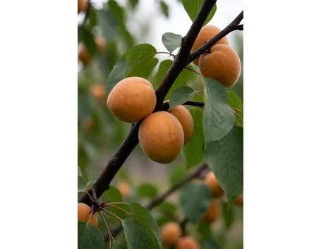 albicocche