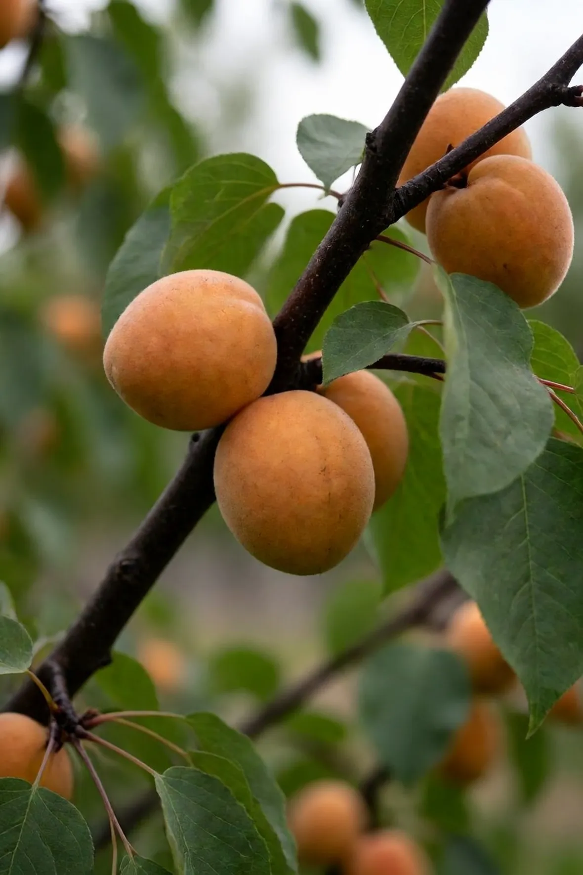 albicocche