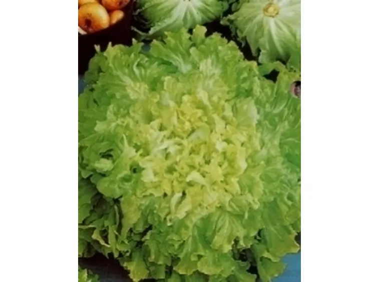 scarola