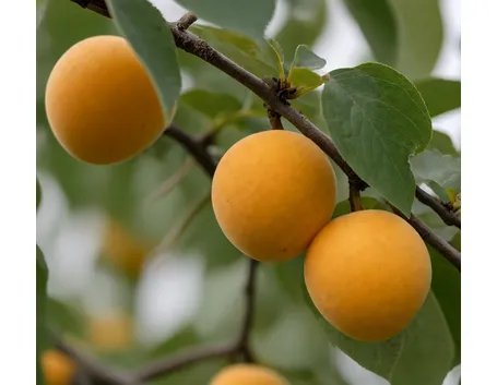 albicocche