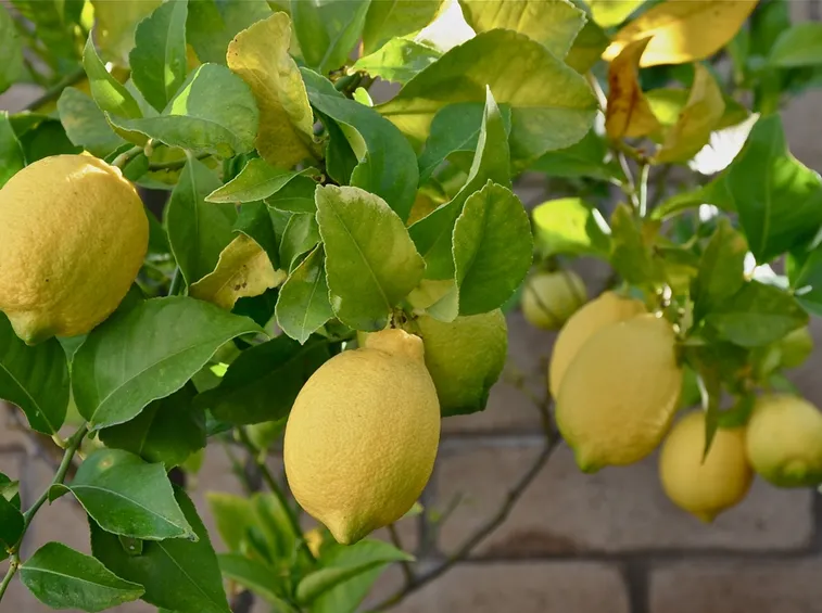 pianta di limoni