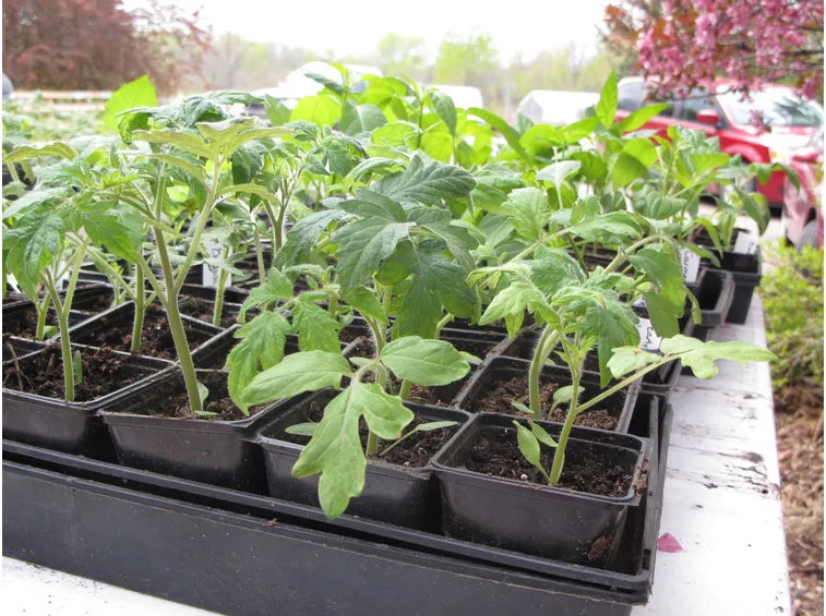 pomodori nell'orto