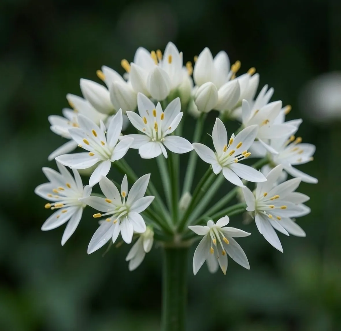 Fiori di aglio