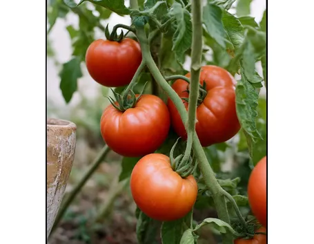 pomodoro