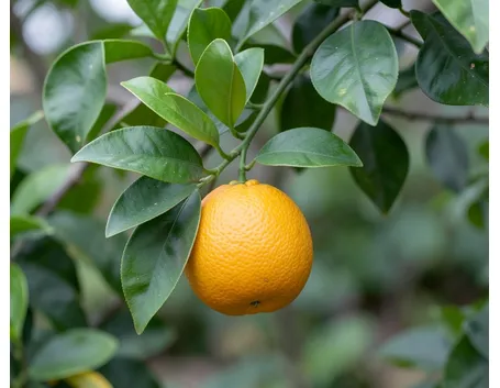 agrumi