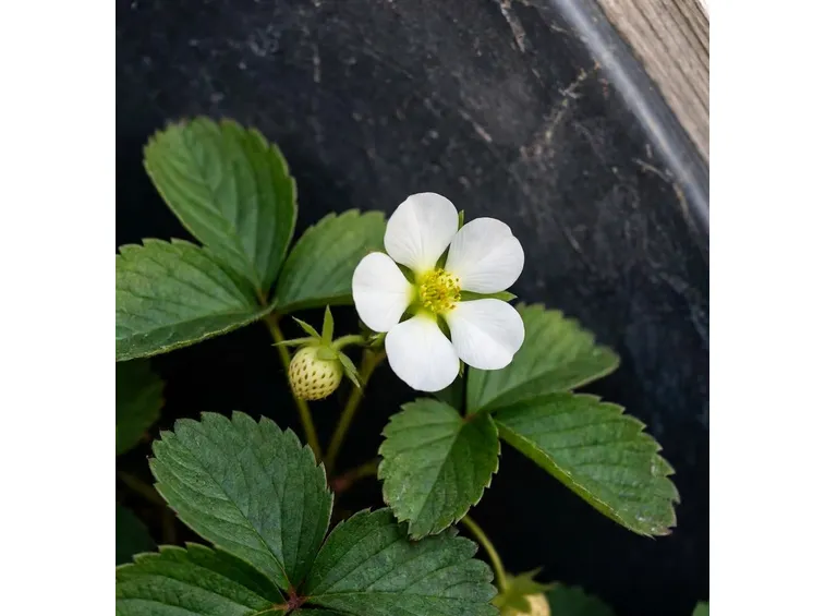 fragole