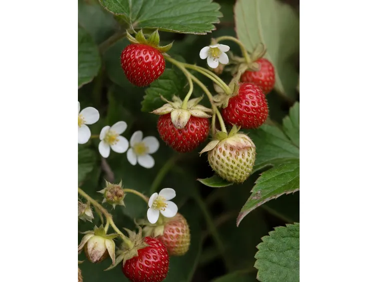 fragole