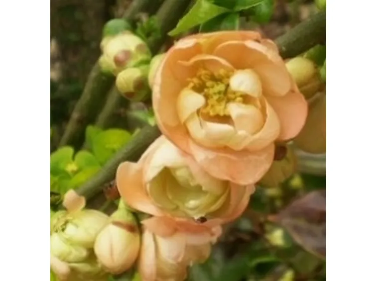 Fiori di cotogno