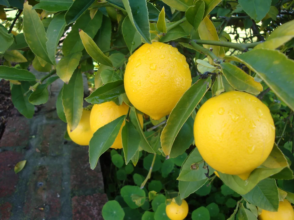 limone