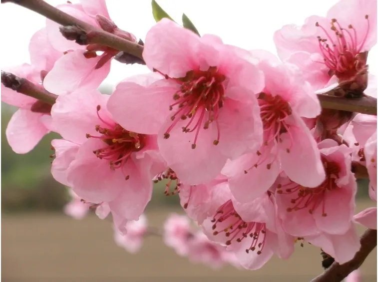 Fiori di pesco