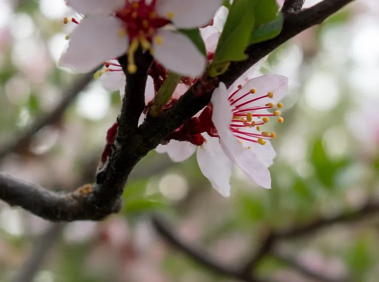 Fiori di pesco