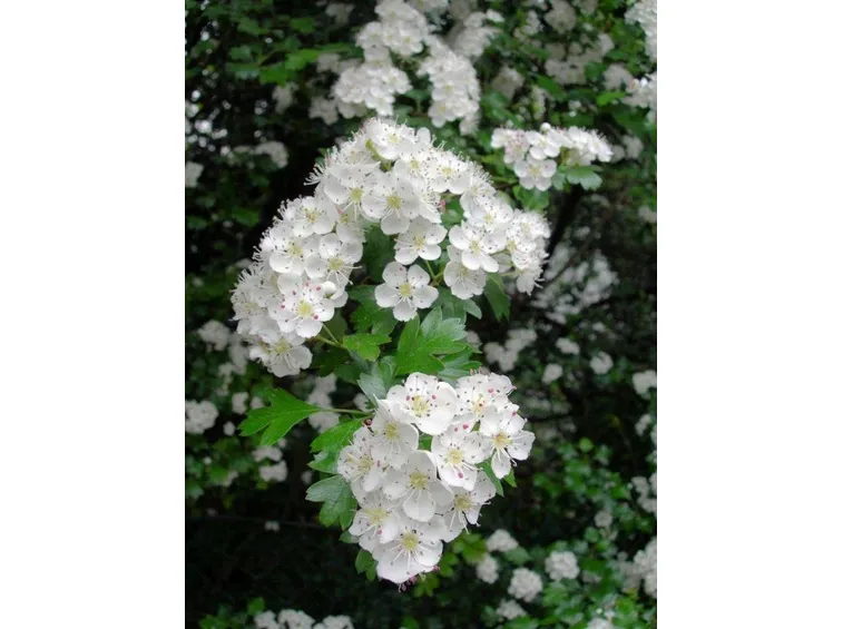 biancospino