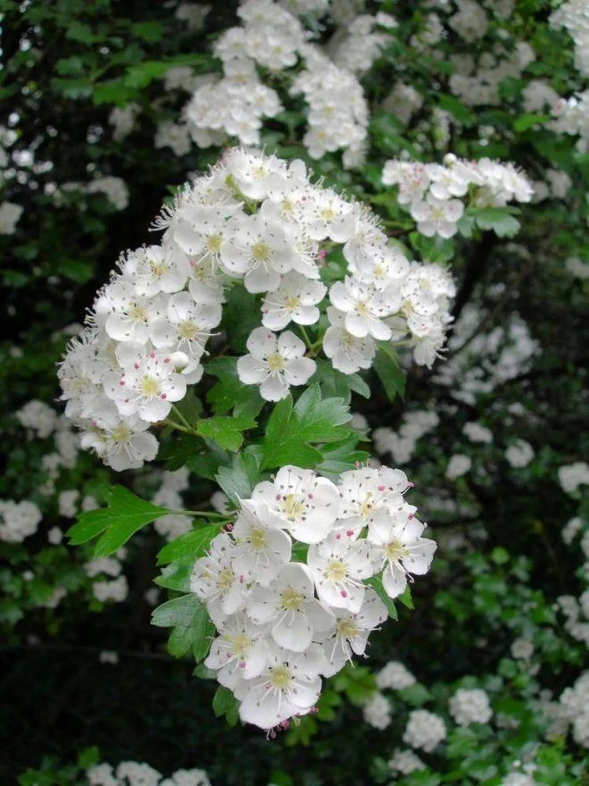 biancospino